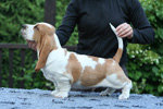 tata basset hound