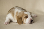 basset hound puppies