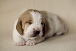 basset hound puppies