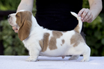 puppies basset hound
