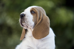 puppies basset hound