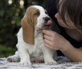 tata basset hound