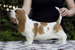 tata basset hound