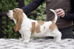 tata basset hound