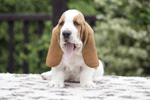 tata basset hound
