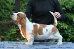 tata basset hound