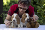 puppies basset hound