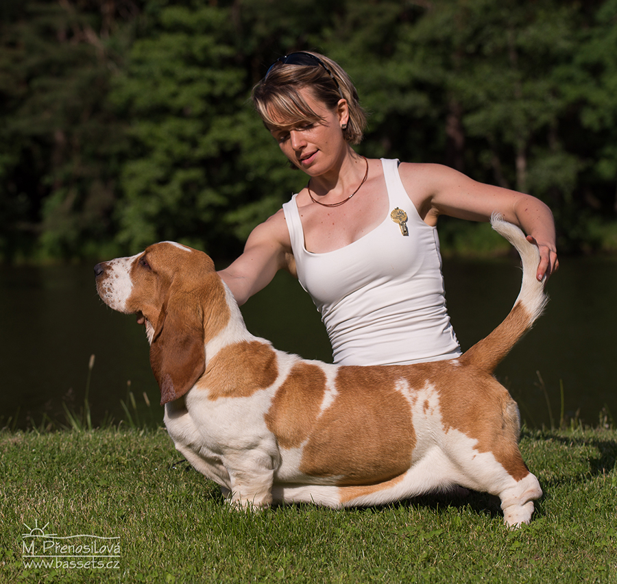 basset hound