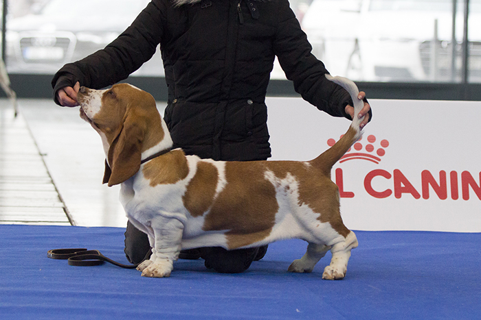 basset hound