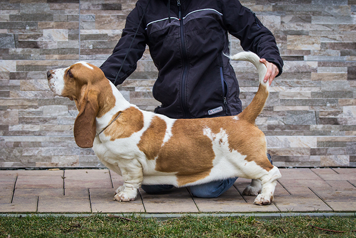 basset hound