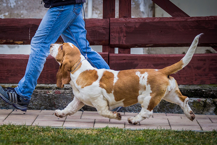 basset hound