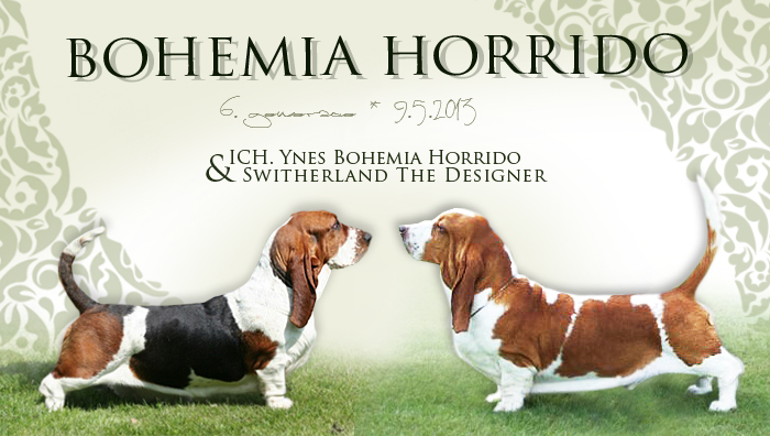 basset hound puppies